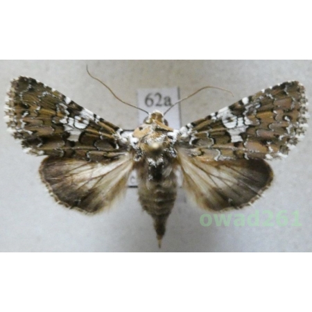 Hadena albimacula (Borkhausen, 1792) Czech62a